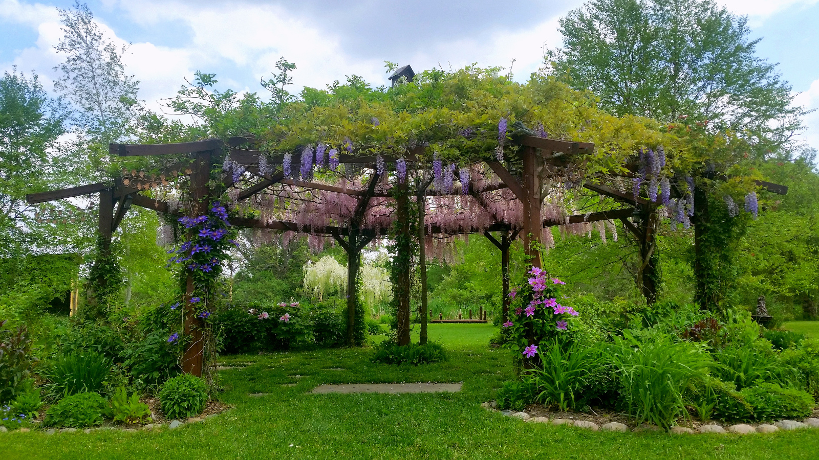WISTERIA IN BLOOM ATOP FLOWERING GAZEBO; PURPLE IN FRONT AND PINK IN REAR; WHITE TREE WISTERIA STARTING TO OPEN; CLEMATIS STARTING TO BLOOM AS THEY CLIMB GAZEBO POSTS
